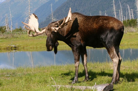 alaska-moose-ed
